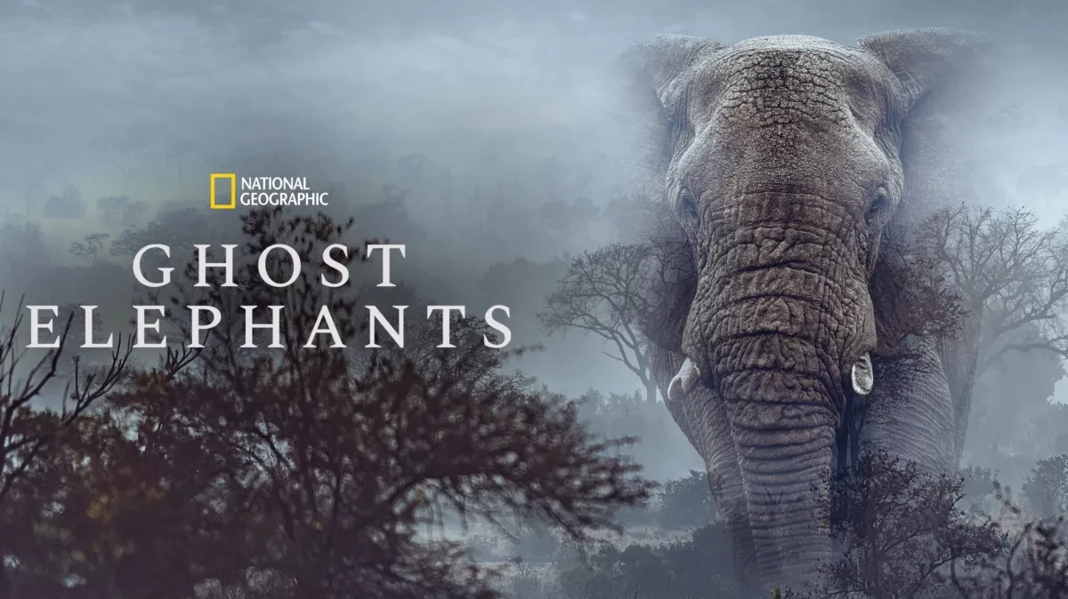 دانلود مستند Ghost Elephants 2025 فیل‌های شبح