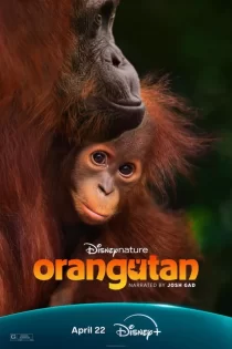 Orangutan 2026 اورانگوتان